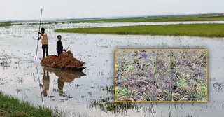 মৌলভীবাজারের তিন নদীতে দ্রুত বাড়ছে পানি; তলিয়ে গেছে বোরো ধান